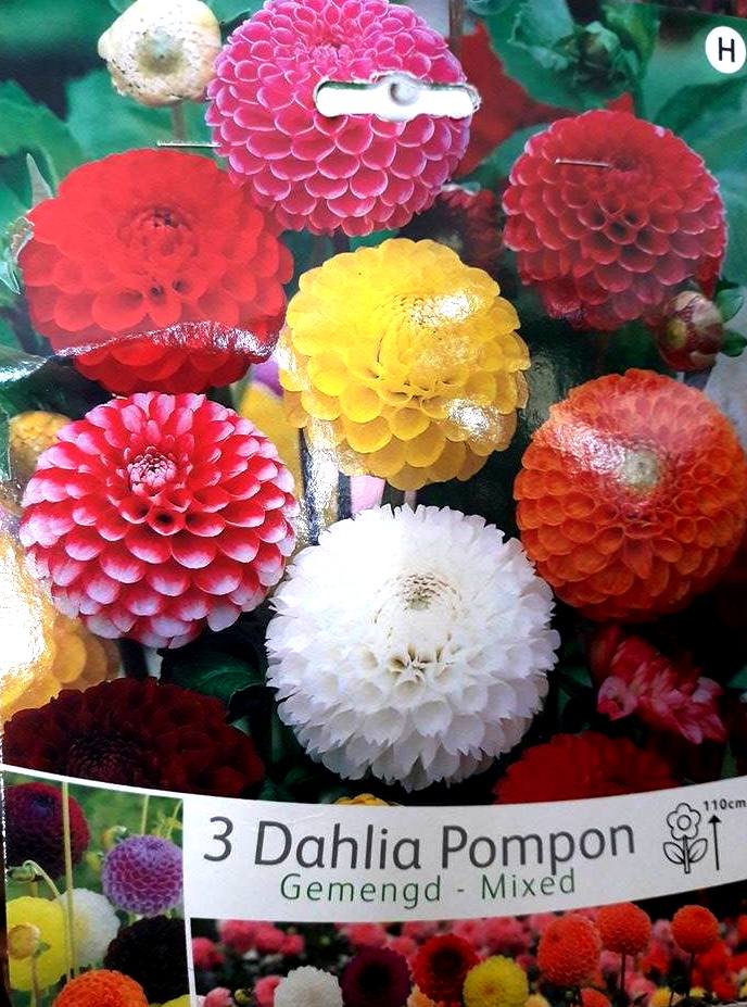 Далия Pompom микс 